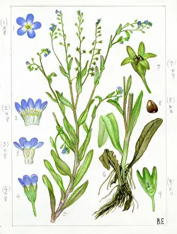 Tufted: Myosotis caespitosa - tufted forget-me-not