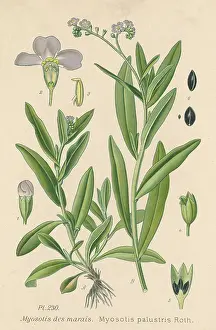 Palustris: MYOSOTIS PALUSTRIS