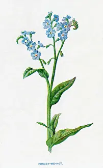 Palustris: MYOSOTIS PALUSTRIS