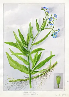Snelling: Myosotis palustris - true forget-me-not