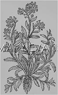 Myosotis: MYOSOTIS SCORPIOIDES
