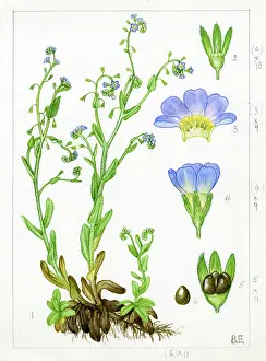 Creeping: Myosotis secunda - creeping forget-me-not