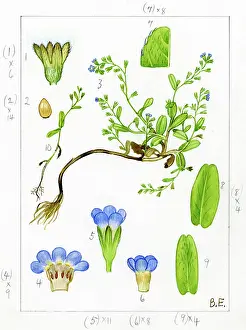 Fruiting: Myosotis sicula - Jersey forget-me-not