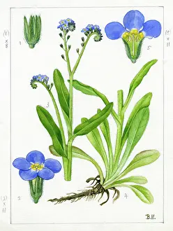 Stiff: Myosotis sylvatica - wood forget-me-not
