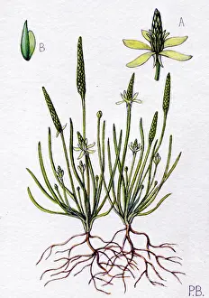 Bland: Myosurus minimus