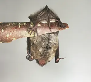 Eared: Myotis daubentonii, Daubenton's bat