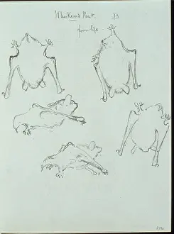 Eared: Myotis mystacinus, whiskered bat