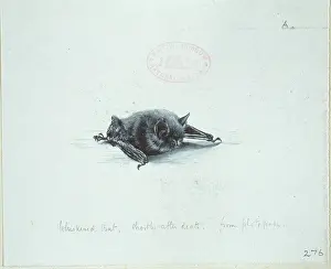 Eared: Myotis mystacinus, whiskered bat