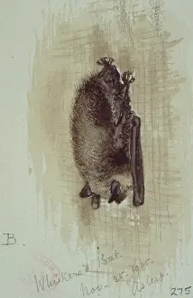 Eared: Myotis mystacinus, whiskered bat