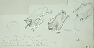 Eared: Myotis mystacinus, whiskered bat