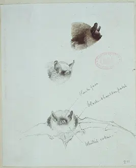Eared: Myotis mystacinus, whiskered bat