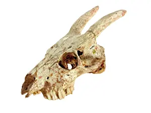 Myotragus: Myotragus