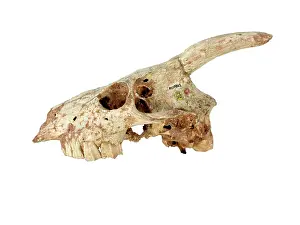 Myotragus: Myotragus