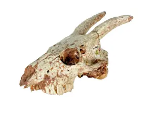 Myotragus: Myotragus