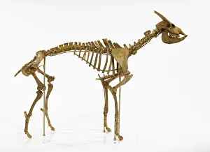 Bovidae: Myotragus