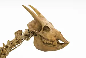 Bovidae: Myotragus