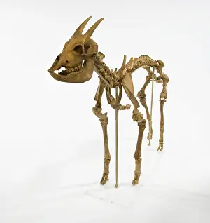 Bovidae: Myotragus
