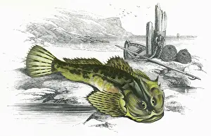 Scorpion: Myoxocephalus scorpius, or Father-Lasher
