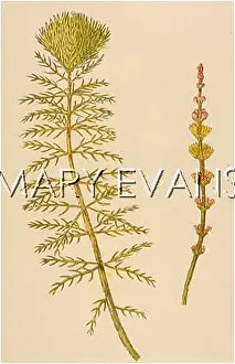 Milfoil: MYRIOPHYLLUM SPICATUM
