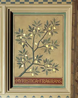 Spice: Myristica fragrans, nutmeg tree