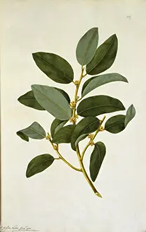 Spice: Myristica insipida, nutmeg
