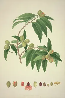 Spice: Myristica insipida, nutmeg