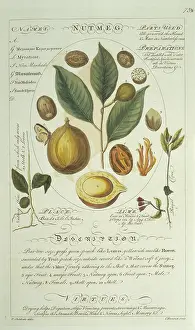 Spice: Myristica sp. nutmeg