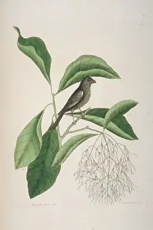 Sooty: Myrmecocichla nigra, sooty chat