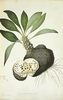 Rubiaceae: Myrmecodia beccarii, anthouse plant