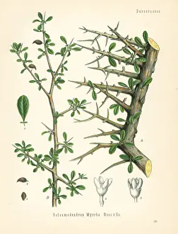 Myrrh: Myrrh, Commiphora myrrha