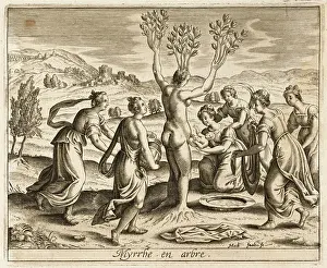 Myrrh: Myrrha into Myrrh Tree