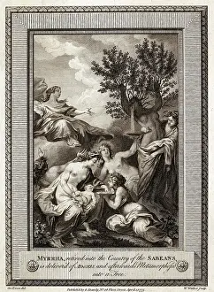 Myrrh: MYRRHA BECOMES A TREE