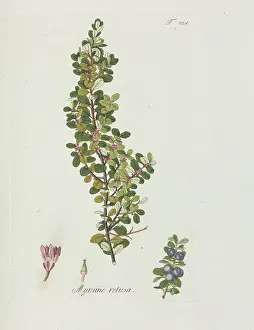 Nicolaus: Myrsine retusa