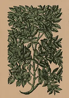 Myrtle: Myrtle, Alchemy Plant