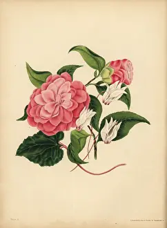 Cyclamen: The myrtle-leaved Camellia or Japan Rose