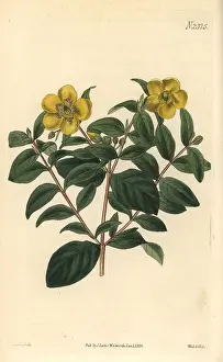 Hypericum: Myrtle-leaved St. John's wort, Hypericum uralum