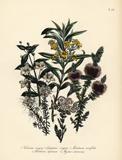 Humphreys: Myrtle and Melaleuca species