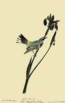 Coronata: Myrtle Warbler