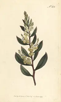 New South Wales: Myrtle wattle, Acacia myrtifolia