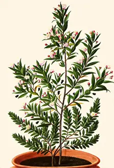 Communis: Myrtus communis Linne