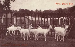 Mysore: Mysore, India - Zoological Gardens - Deer