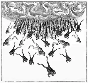Raining: A mysterious Fall of Frogs