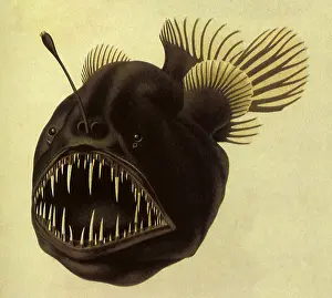 Niger: Mysterious Fish