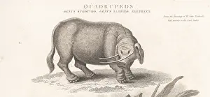 Thomas Milton: Mythical creature sukotyro, Sukotyro indicus