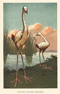 F. John: Mythical Reunion stork, extinct giant bird