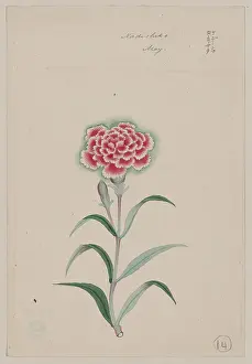 Yamato: Nadeshiko - May