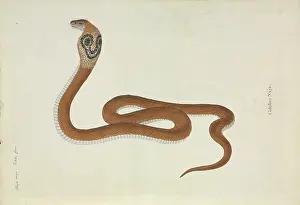 Scaled: Naja naja