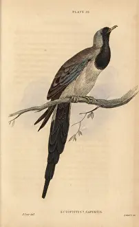 Prideaux: Namaqua dove, Oena capensis