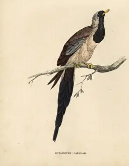 Capensis: Namaqua dove, Oena capensis