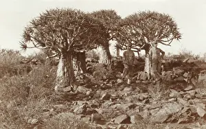 Namibian: Namibia, Africa - Quiver Trees